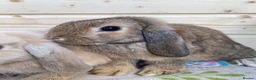 Mini Lop rabbits for sale: 6 mini lop rabbits 5 boys 1 girl - Advert 5