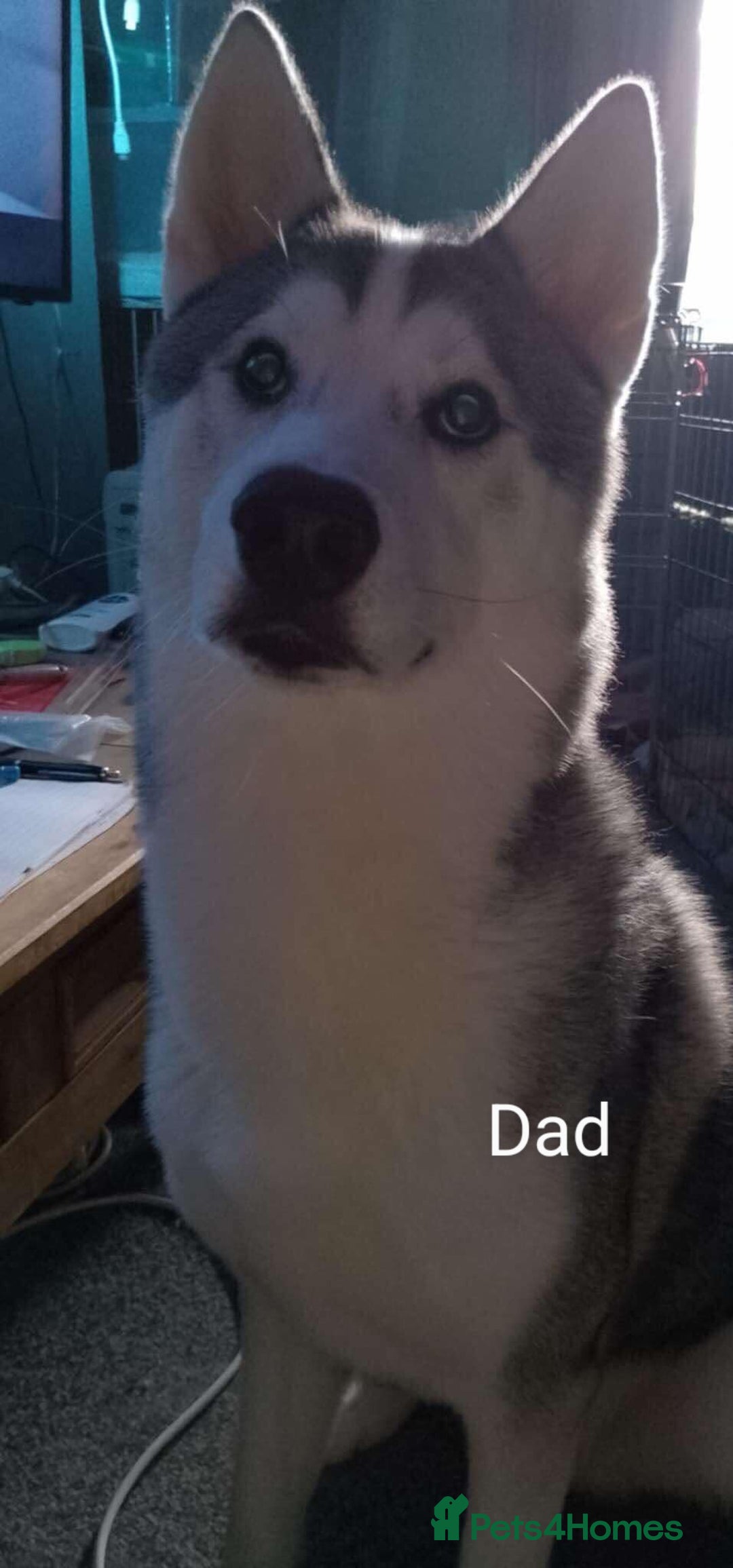 Mixed Breed dogs for sale: American Bulldog x Siberian Husky - Image 23