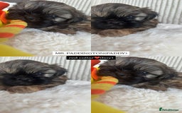 Shih Tzu dogs for sale: !READY NOW! 1 boy left!! pure bred shih tzu 🐾 🐾  - Image 14