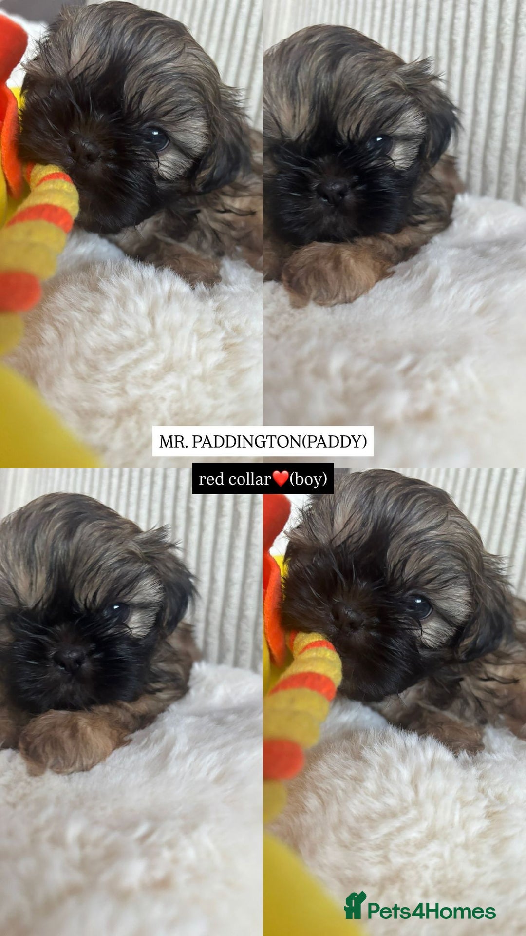 Shih Tzu dogs for sale: !READY NOW! 1 boy left!! pure bred shih tzu 🐾 🐾  - Image 14