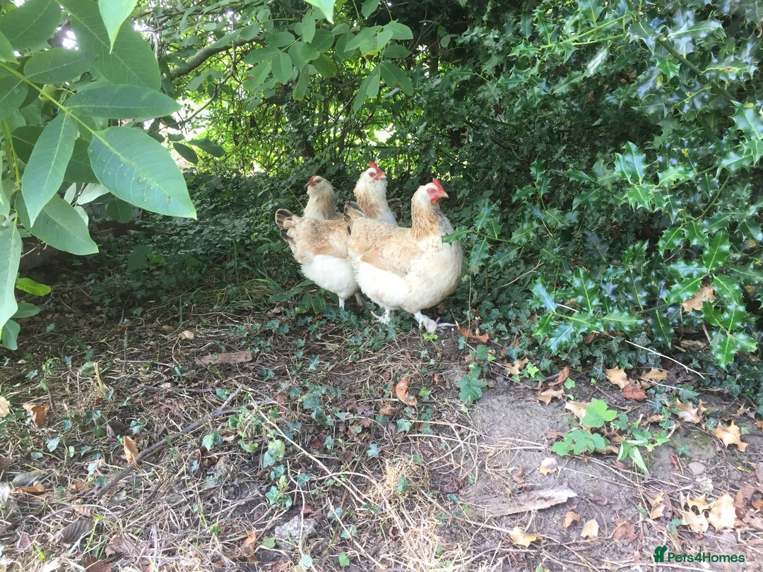Chickens poultry for sale: Salmon Faverolle Hens - Image 7