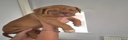 Dogue De Bordeaux dogs for sale: KC Registered Dogue de Bordeaux Puppies-Champion  - Advert 5
