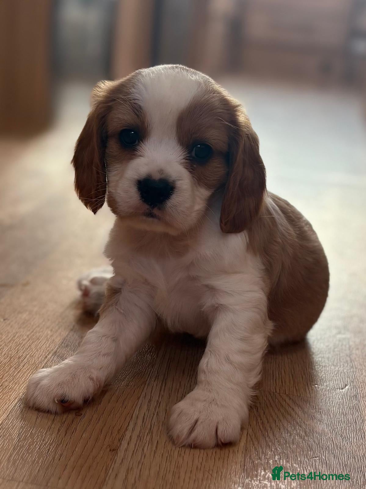 Cavalier King Charles Spaniel dogs Gorgeous Cavalier King Charles Puppies! - Advert 10
