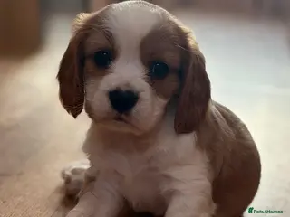 Cavalier King Charles Spaniel dogs Gorgeous Cavalier King Charles Puppies! - Advert 1