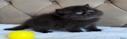 Persian cats for sale: Persian Kittens - Advert 22