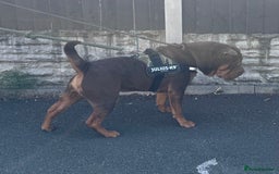Shar Pei dogs for stud: Stunning Chocolate and Tan Boy - Image 8