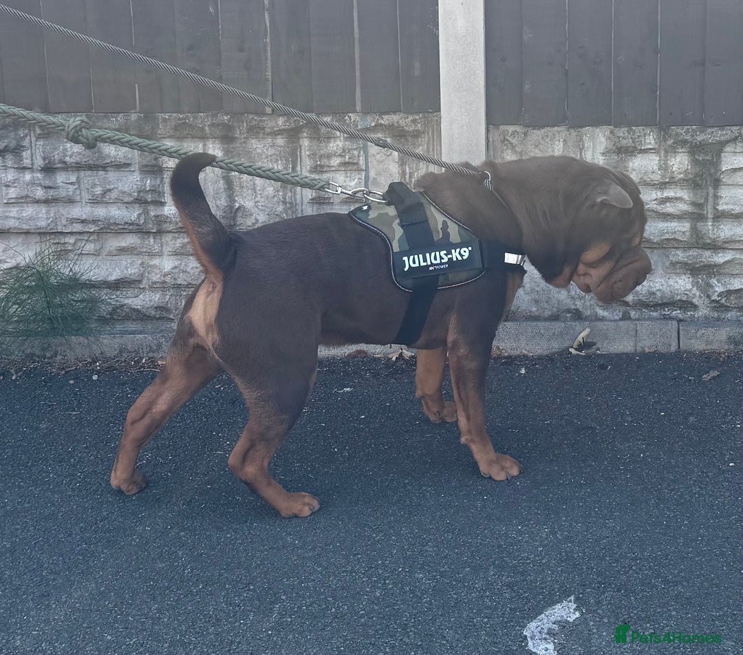 Shar Pei dogs for stud: Stunning Chocolate and Tan Boy - Image 8