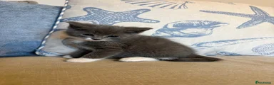 Mixed Breed Kitten 1