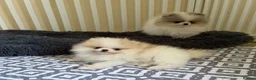 Pomeranian dogs for sale: Pomeranian Puppies  - Advert 9