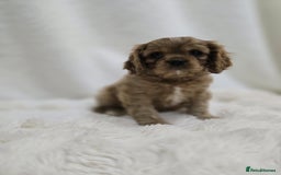 Cavalier King Charles Spaniel dogs for sale: TWO CAVALIER KING CHARLES BOYS AVAILABLE NOW - Image 8