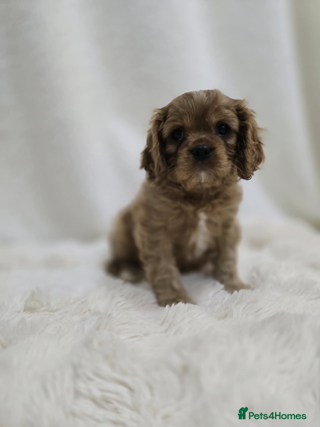 Cavalier King Charles Spaniel dogs for sale: TWO CAVALIER KING CHARLES BOYS AVAILABLE NOW - Image 8