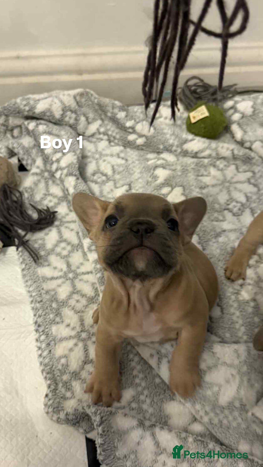 French Bulldog dogs for sale: French bulldog  - Advert 6