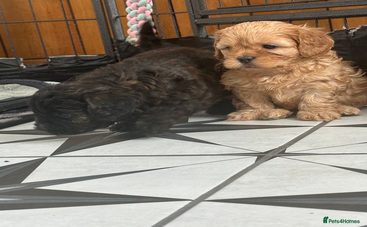 Shihpoo dogs - Advert 2