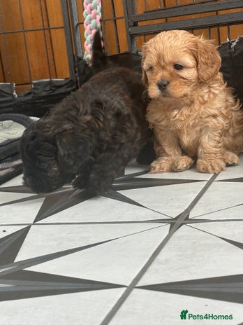 Shihpoo dogs - Advert 2