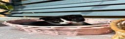 Mixed Breed cats for sale: Adorable kittens  - Advert 14