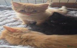 Persian cats for sale: Ginger and black fluffy kittens - Image 16