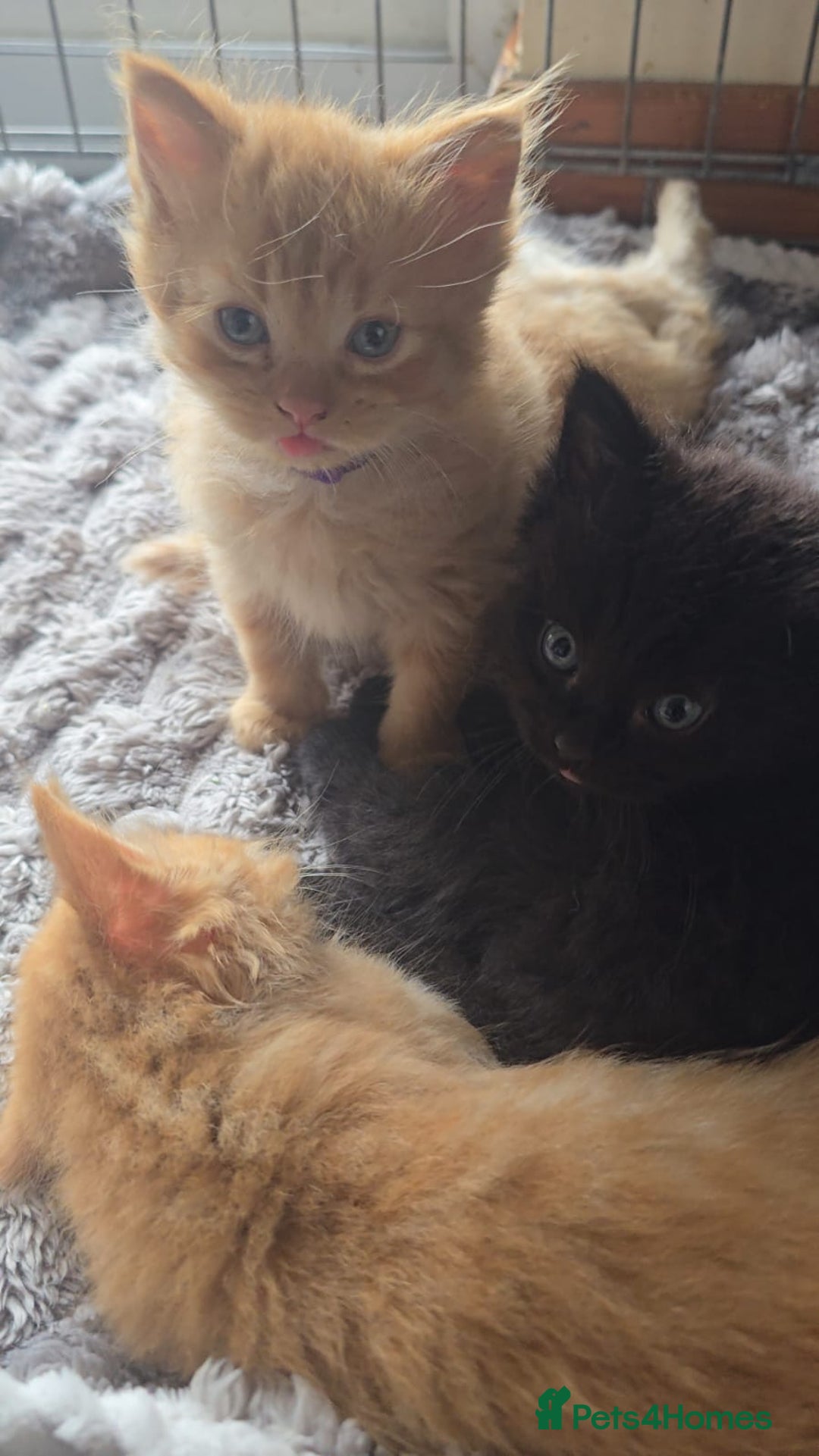 Persian cats for sale: Ginger and black fluffy kittens - Image 16
