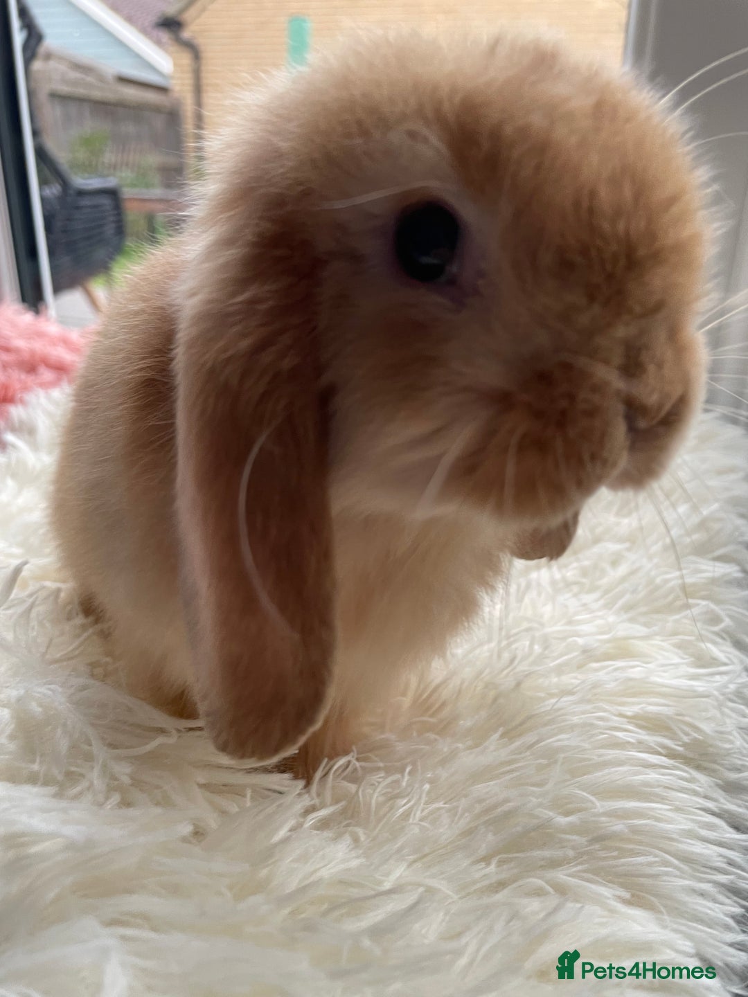 Mini Lop rabbits for sale: Rabbit girl mini lop - Image 5