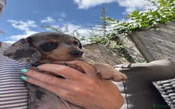 Miniature Dachshund dogs for sale: Miniature dachshunds for sale  - Image 3