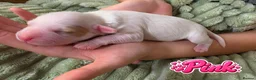 Mixed Breed dogs for sale: 4 Beautiful Cavapoo/Australian Labradoodle Puppies - Advert 27