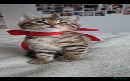 Bengal cats for sale: Pedigree bengal kittens available from 18/11/2025 - Advert 1