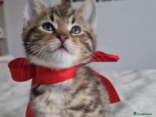Bengal cats Pedigree bengal kittens available from 18/11/2025 - Advert 14