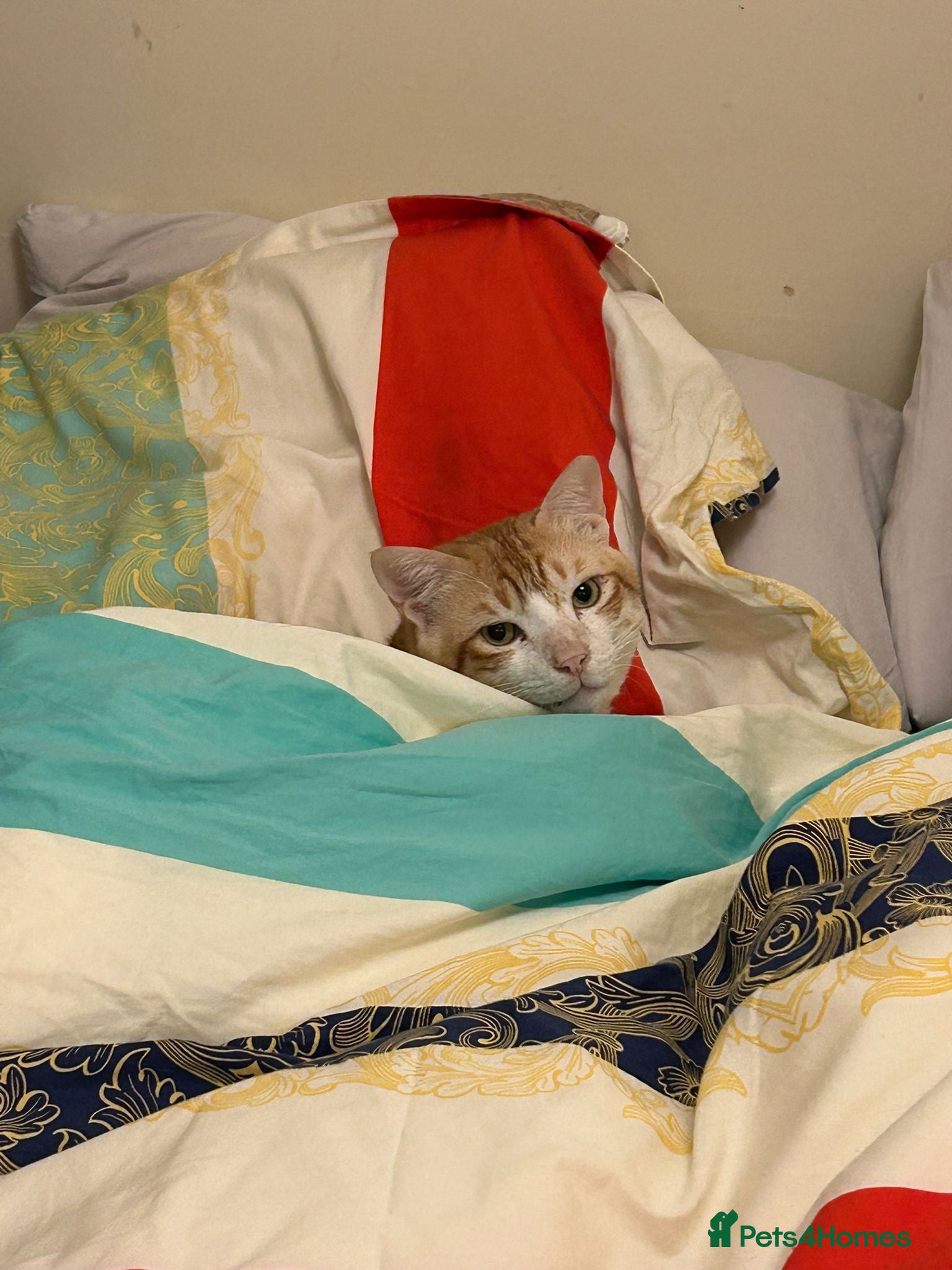 Mixed Breed cats [Indoors only] Goofy! Adorable clingy champ! - Advert 8