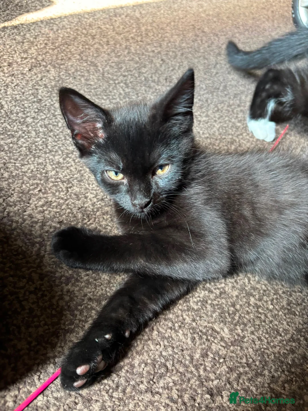 Mixed Breed cats for sale: Kittens for sale  in Thetford - Advert 5
