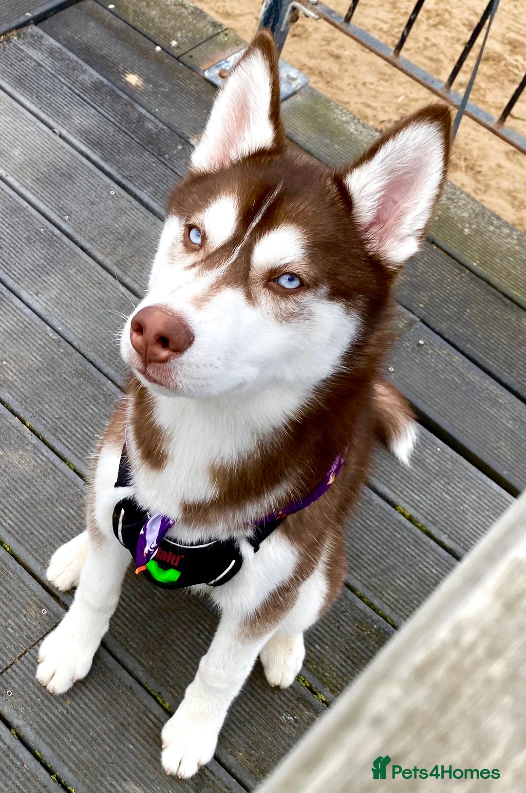 Siberian Husky dogs for stud:  Siberian husky for stud  - Advert 1