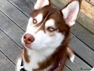 Siberian Husky dogs Sable agouti Siberian husky for stud - Advert 9