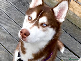 Siberian Husky dogs Siberian husky for stud - Advert 10