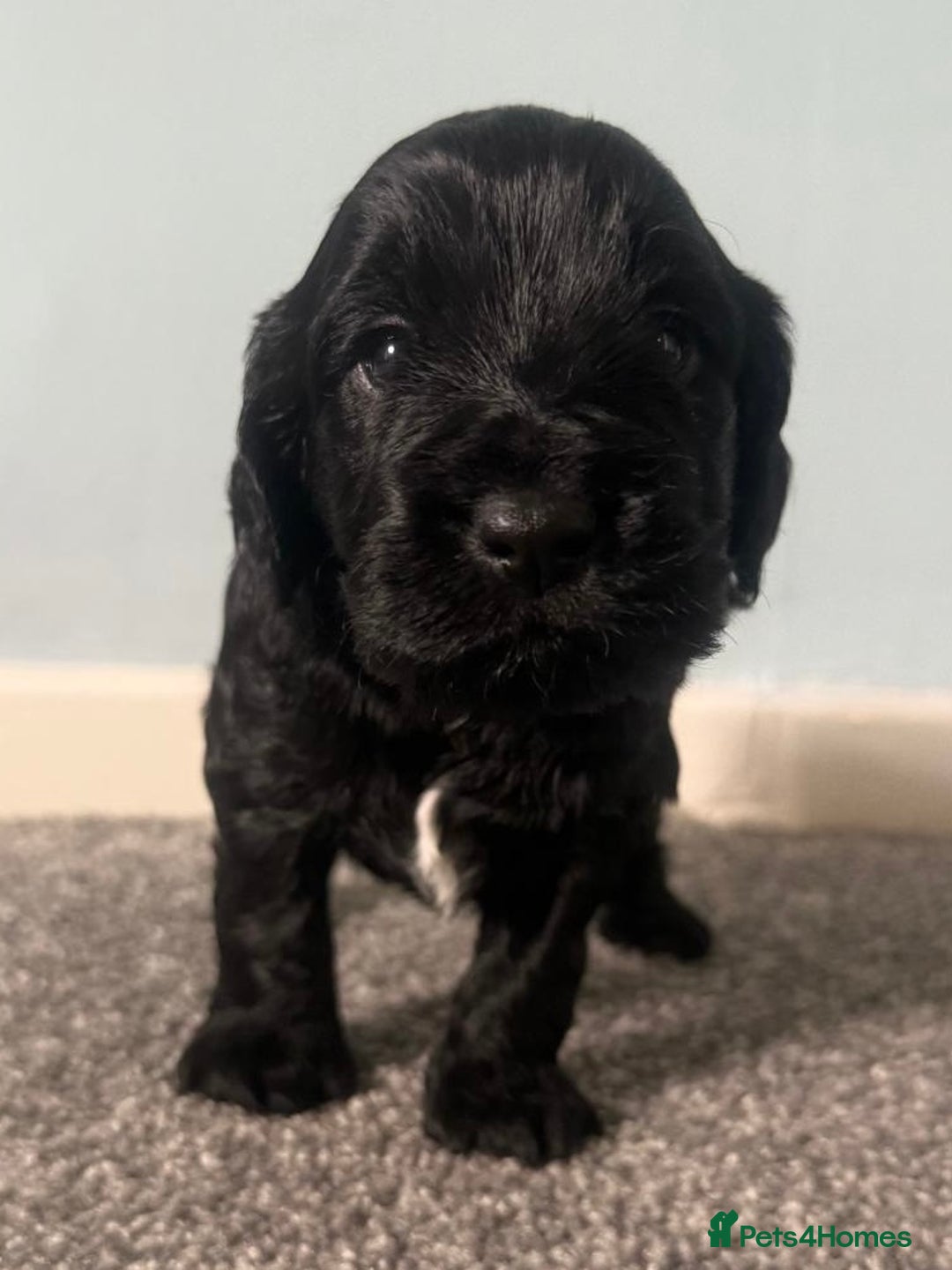 Cockapoo dogs for sale: Cockapoo Puppies Looking For Their Forever Home  - Image 5