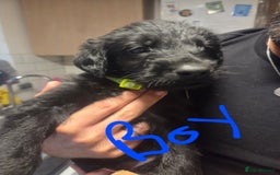 Labradoodle dogs for sale: 6x male 2x female labradoodle puppies - Image 7