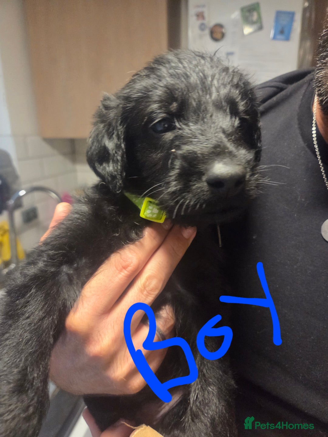 Labradoodle dogs for sale: 6x male 2x female labradoodle puppies - Image 7