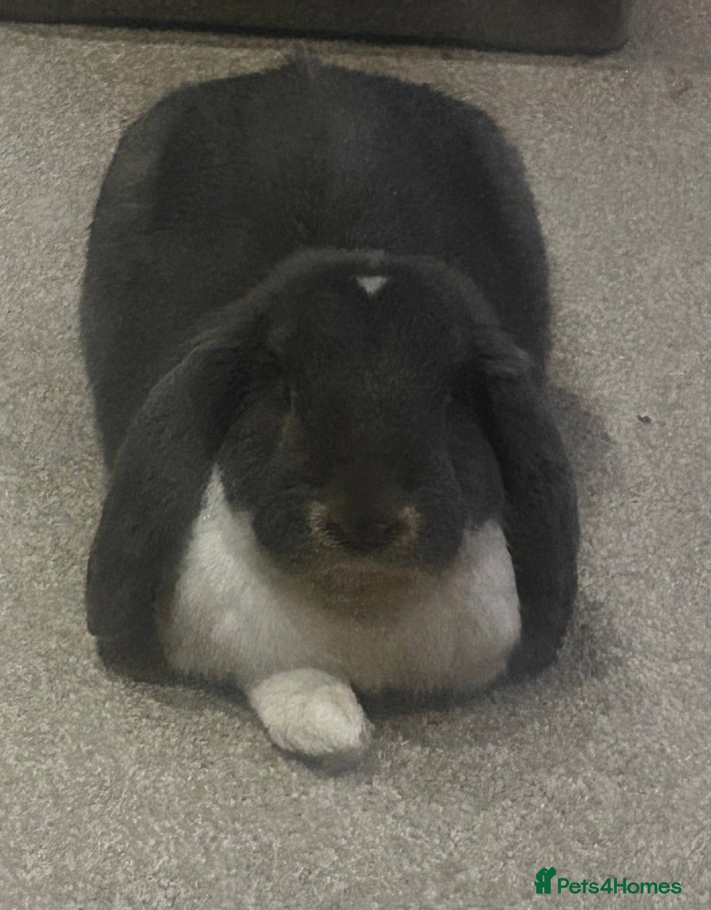 French Lop rabbits Vaccinated male French Lop  - Advert 1
