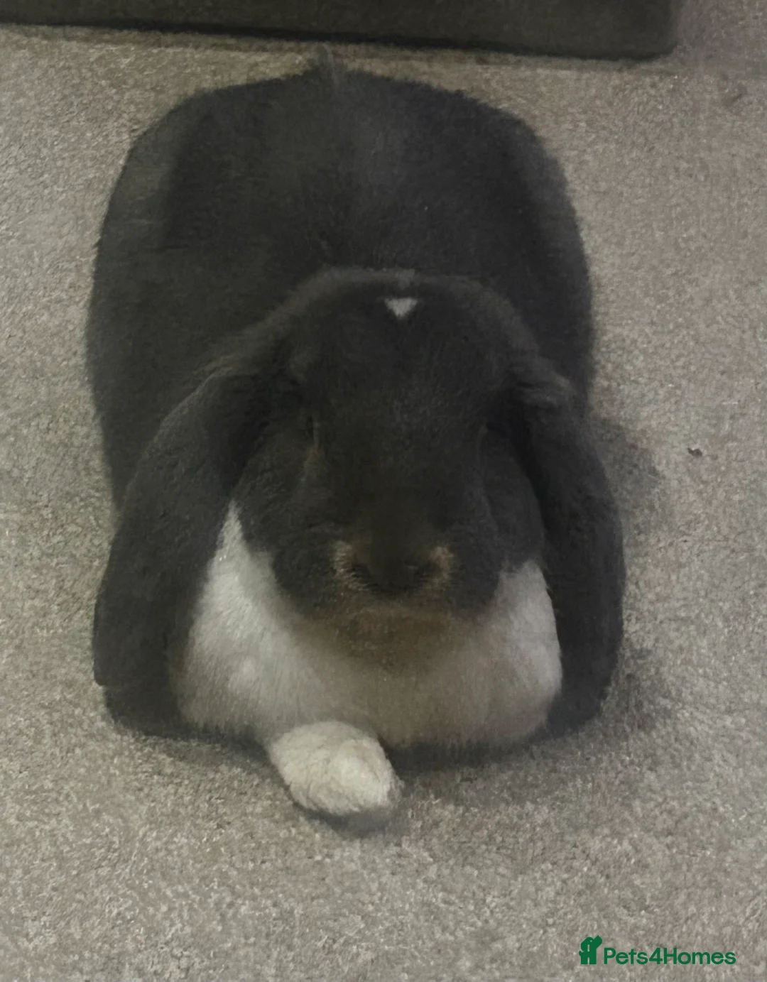French Lop rabbits for sale: Vaccinated male French Lop  - Advert 1
