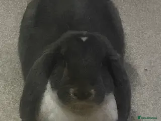 French Lop rabbits Vaccinated male French Lop - Advert 1