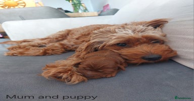 Cockapoo dogs - Advert 8