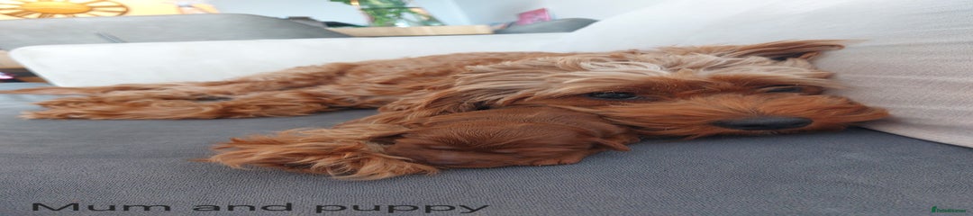 Cockapoo Puppy 1