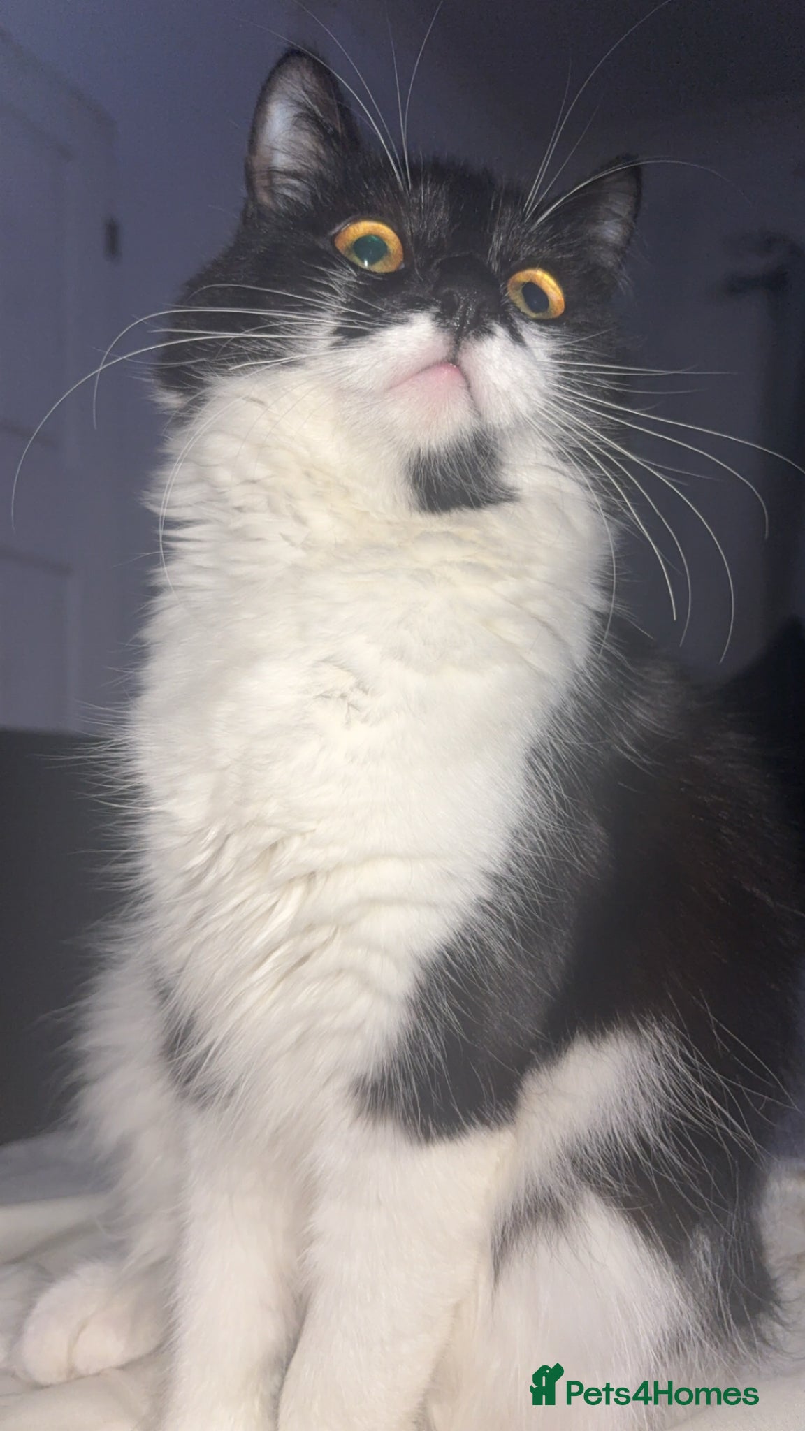 British Longhair cats British longhair kittens - Advert 3