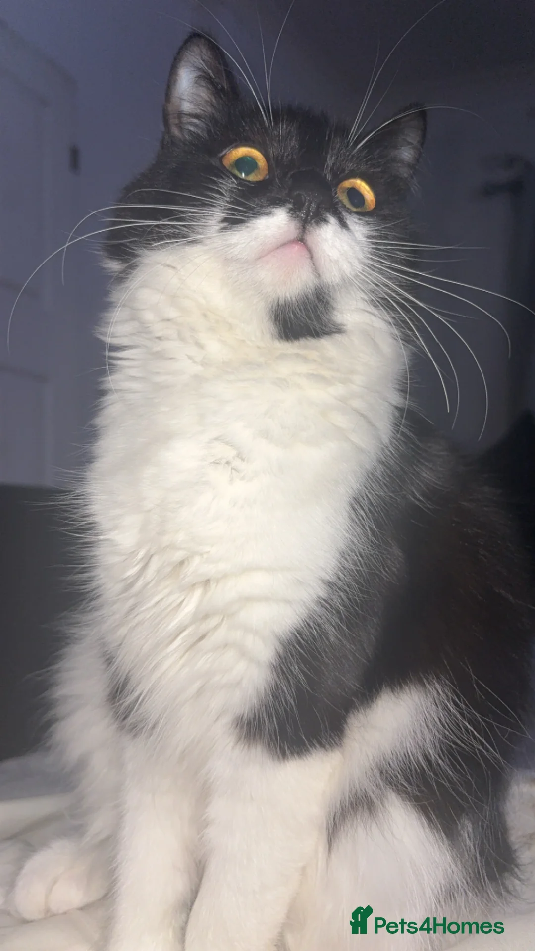 British Longhair cats for sale: British longhair kittens - Advert 1