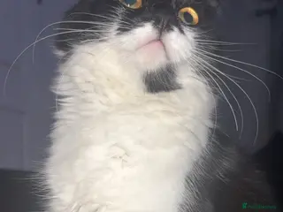 British Longhair cats British longhair kittens - Advert 5