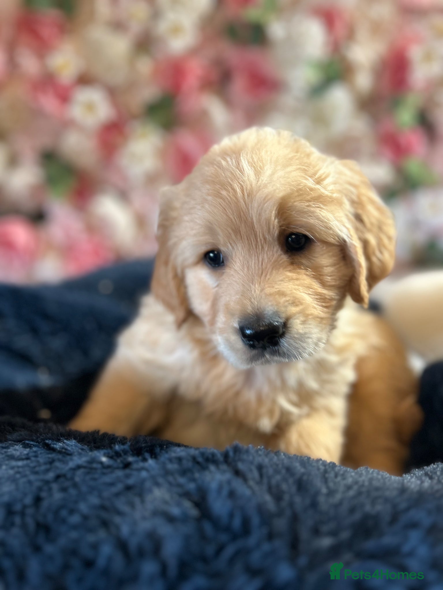 Golden Retriever dogs OUTSTANDING KC REG GOLDEN RETRIEVER PUPPIES  - Advert 1