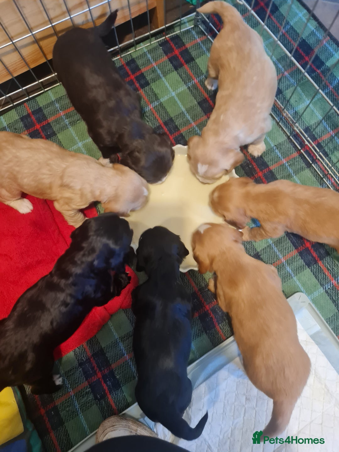 Sprocker dogs for sale: Sprocker Spaniel pups - born 28/08/25 - Image 1