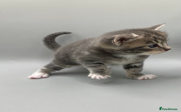 Mixed Breed cats - Advert 1