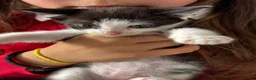Mixed Breed cats for sale: Beautiful kittens  - Advert 5