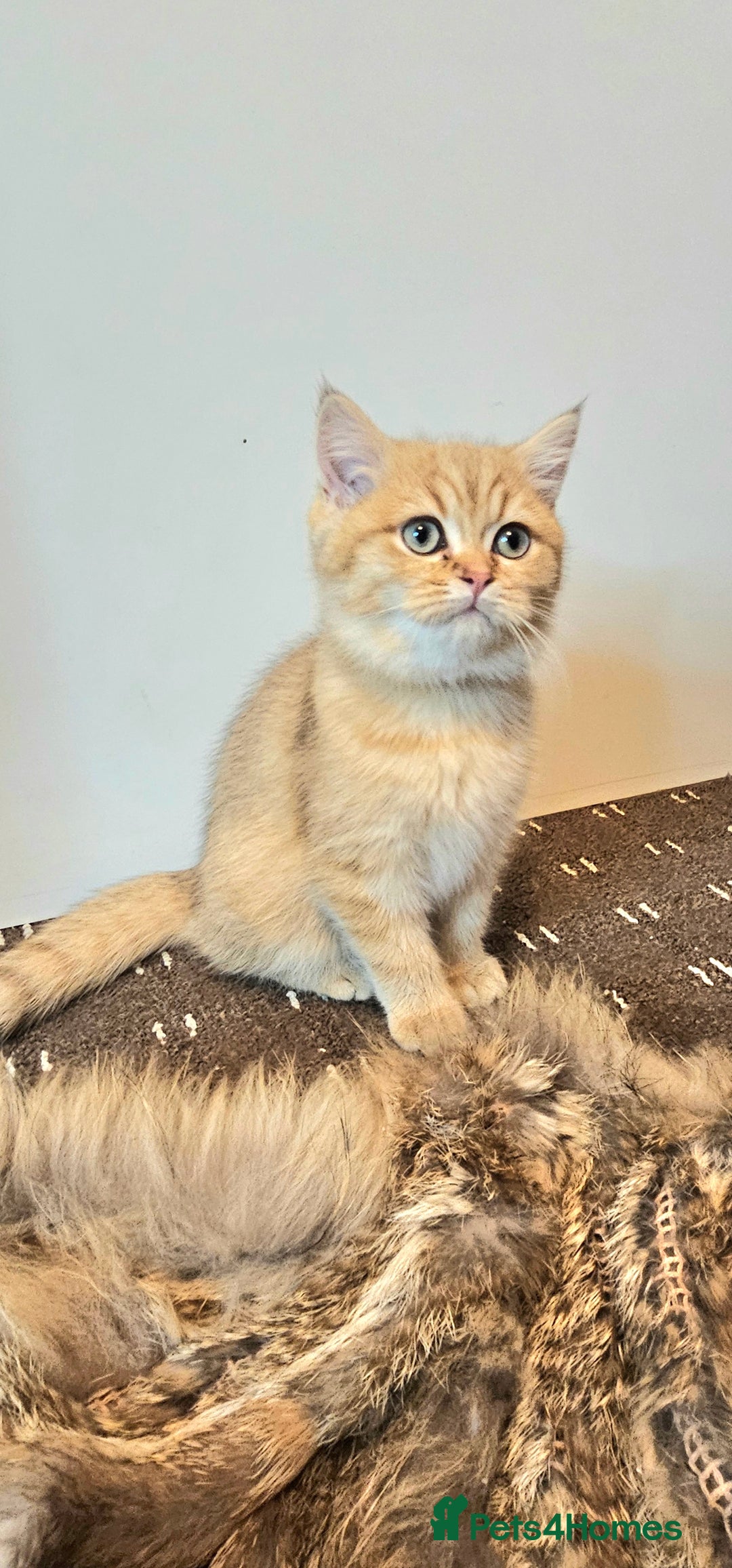British Shorthair cats for sale: BSH GOLDEN KITTENS - Advert 14