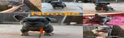 Mixed Breed dogs for sale: French x English bulldogs - Advert 8
