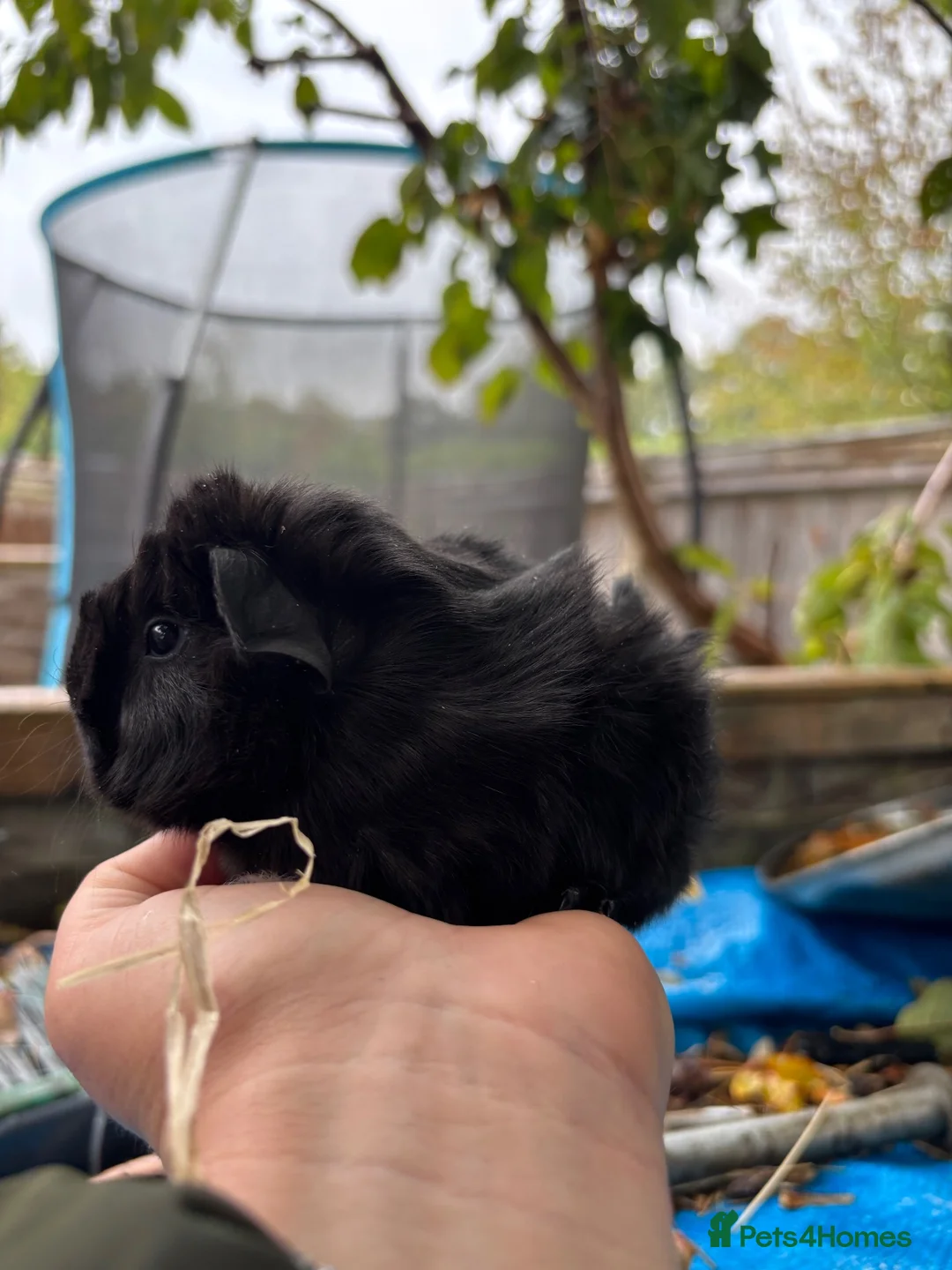 Guinea Pig rodents for sale: Baby Peruvian Silkie guineapigs very fluffy  - Advert 1