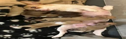 Chihuahua dogs for sale: Chihuahua puppies ready next week  - Advert 1